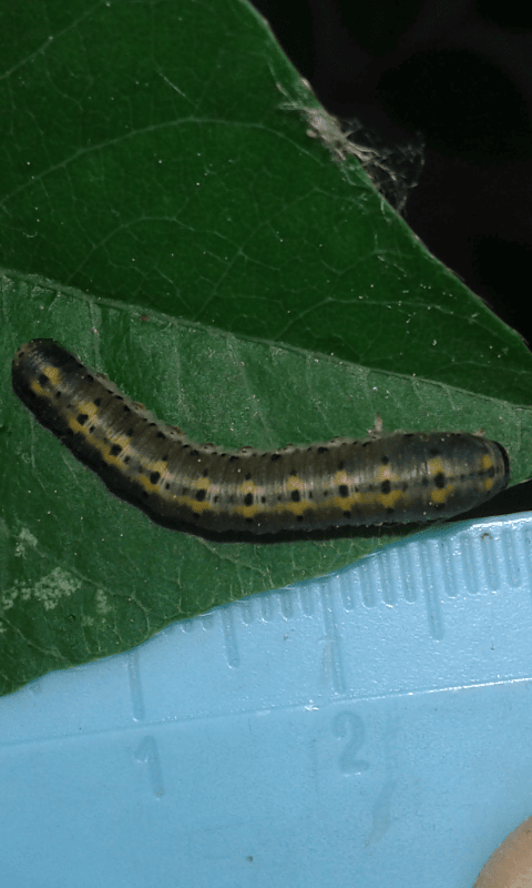 Cimbicidae : larva di Abia lonicerae?